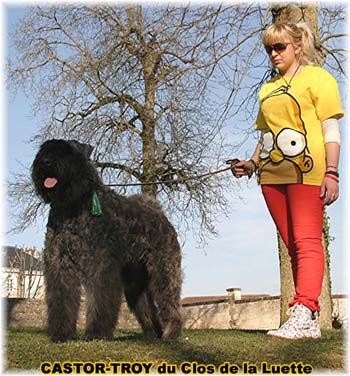 bouvier des flandres du clos de la luette - copyright d&eacute;pos&eacute;